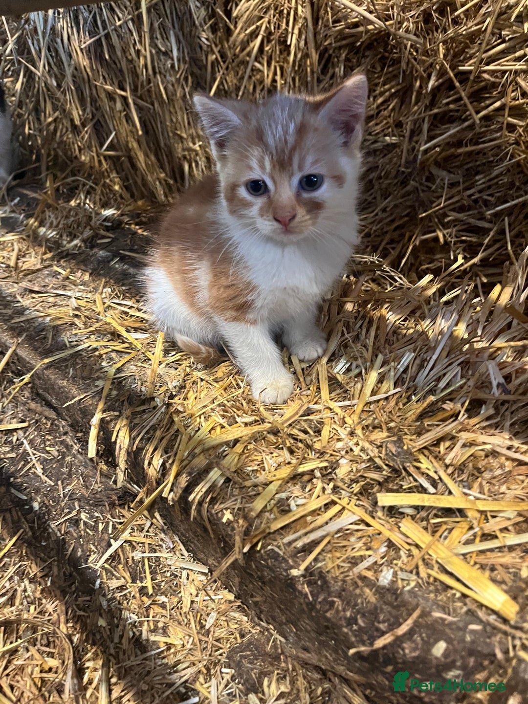 Mixed Breed cats for sale: Beautiful Farm kittens  - Image 11