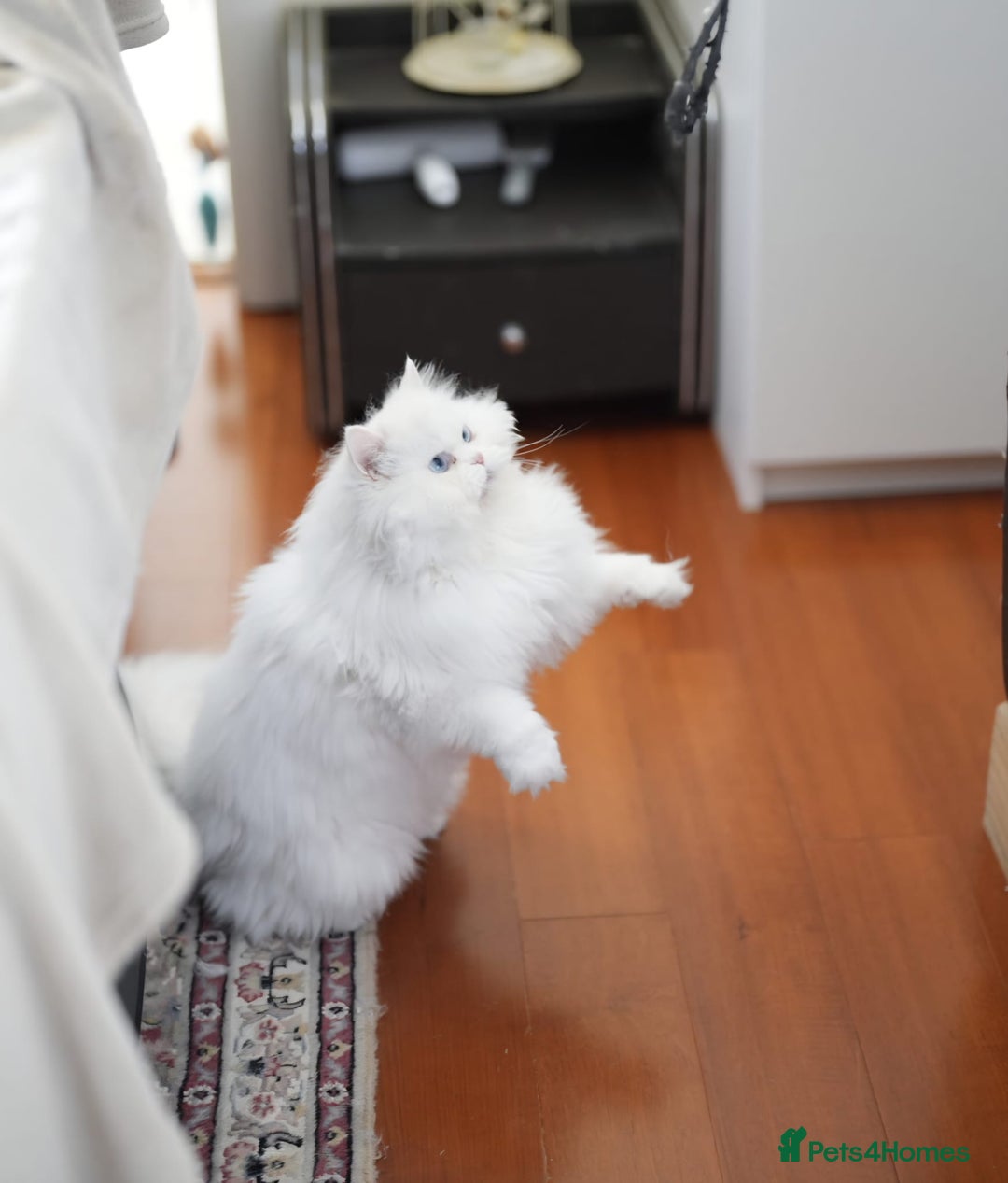 Persian cats for sale: Lovely Persian boy-- SHY - Advert 4