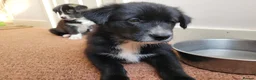 Mixed Breed dogs for sale: Husky Cross Puppies - Advert 6