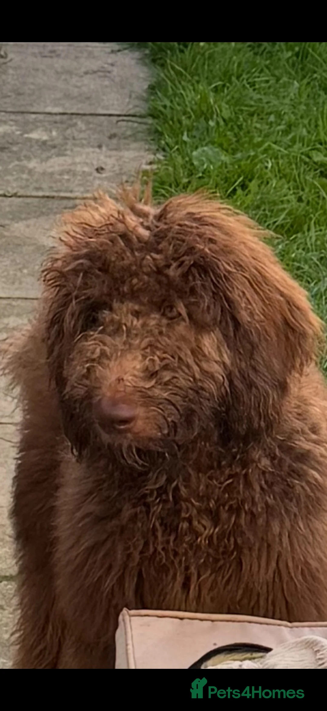Saint Berdoodle dogs for sale: F1b st berdoodle - Advert 4