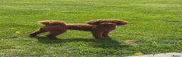 Miniature Poodle dogs for stud: KC Registered Miniature poodle stud available  - Advert 4