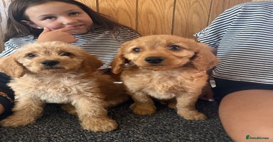 Labradoodle dogs - Advert 3