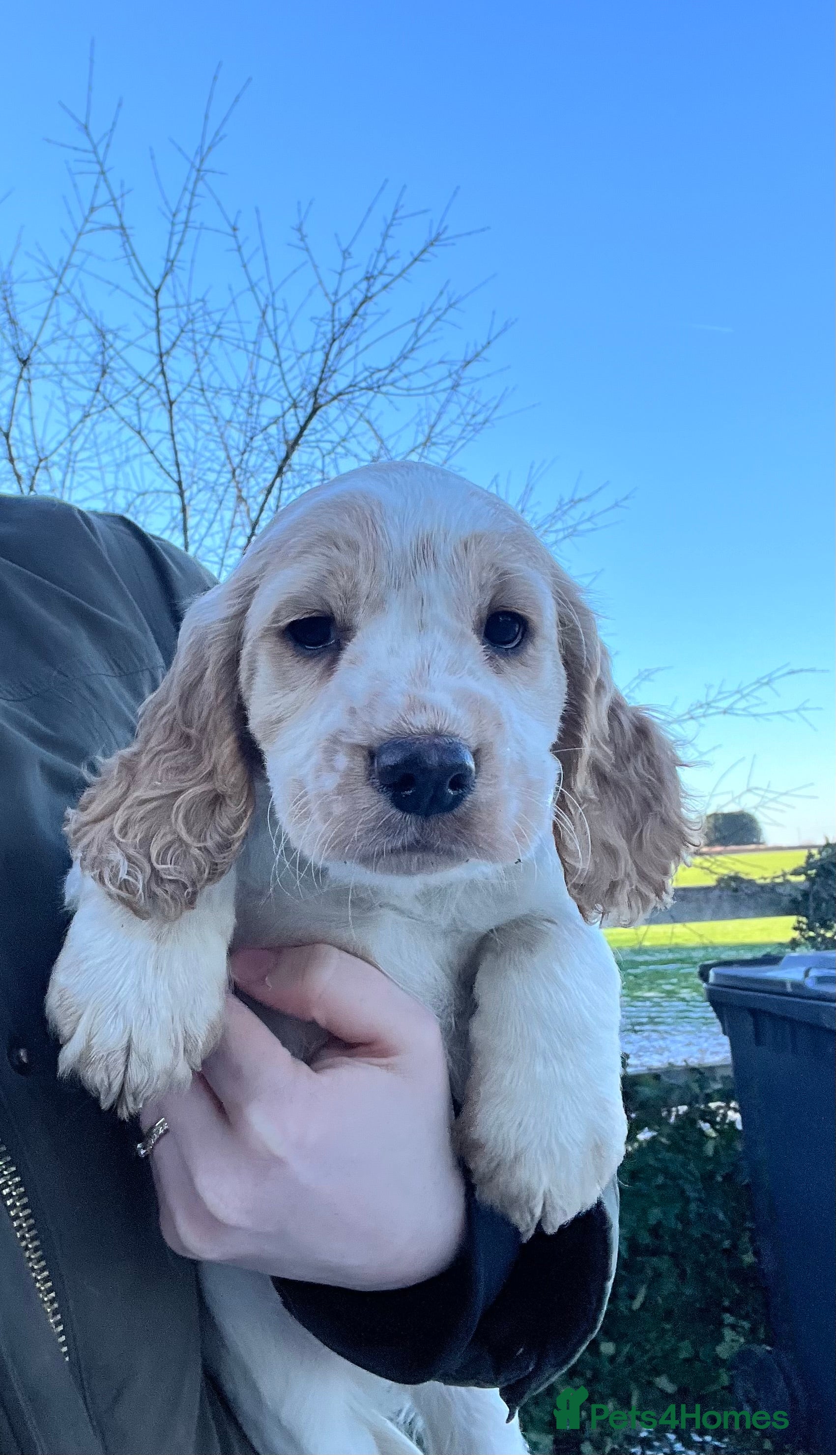 Cocker Spaniel dogs Kc cocker spaniel - Advert 16