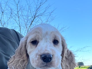 Cocker Spaniel dogs Kc cocker spaniel - Advert 18