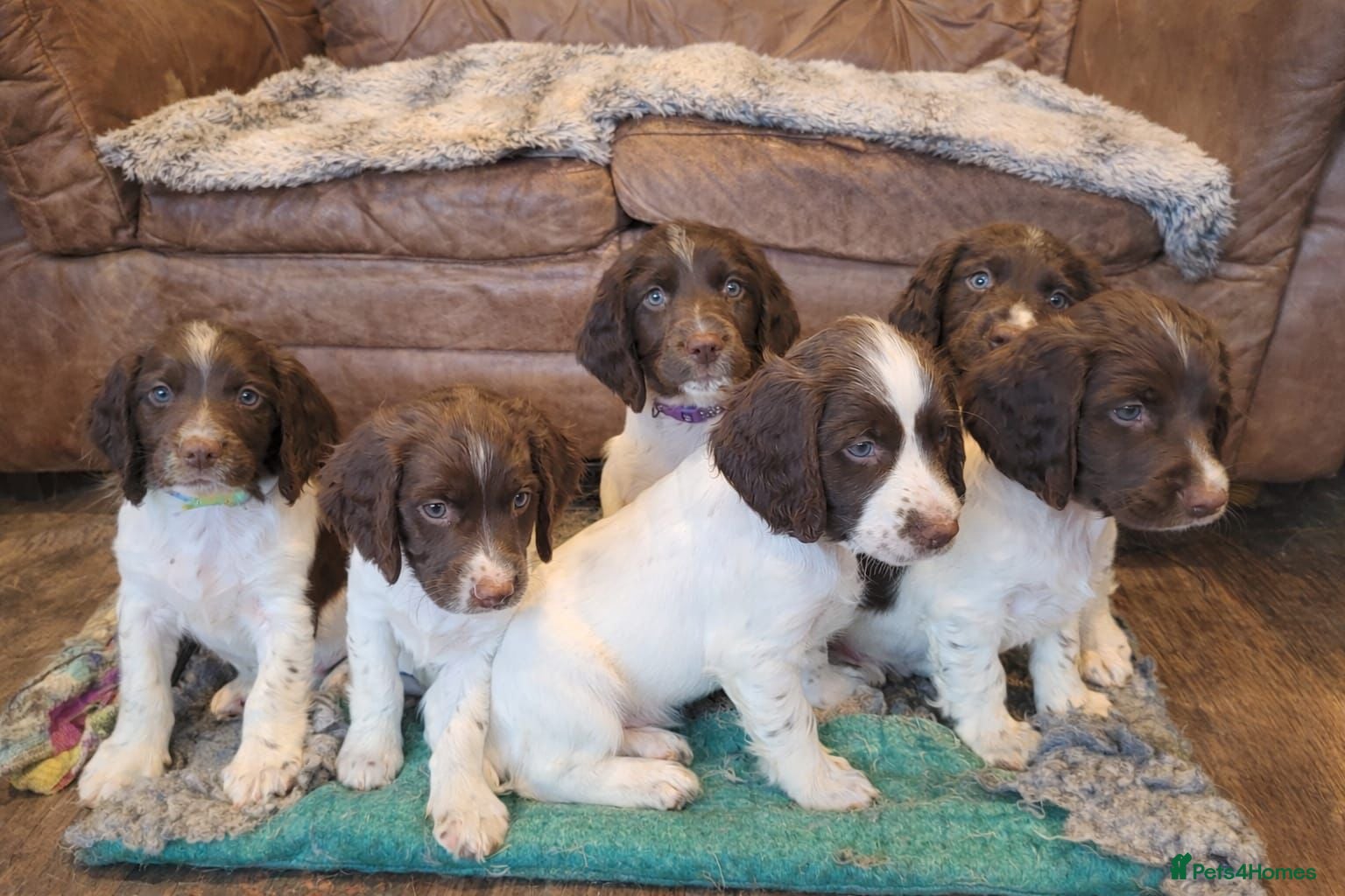 English Springer Spaniel dogs English Springer Spaniel Pups - Advert 3