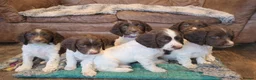 English Springer Spaniel dogs for sale: English Springer Spaniel Pups - Advert 1