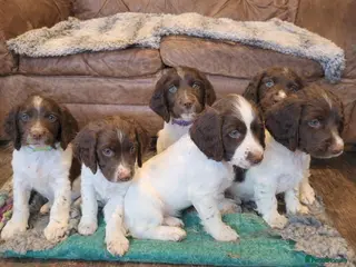 English Springer Spaniel dogs English Springer Spaniel Pups - Advert 3