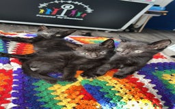 British Shorthair cats for sale: 4 Beautiful Black Kittens  - Image 2