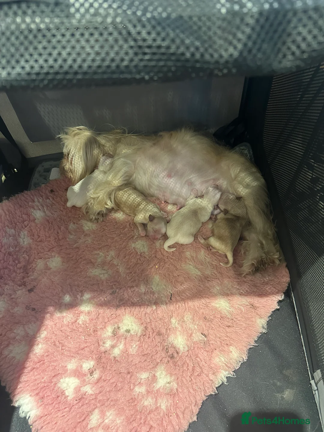 Mixed Breed dogs for sale: Maltipooshi in Burton-on-Trent - Advert 2