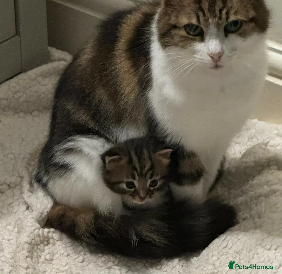 Mixed Breed cats for sale: Semi long kitten - Advert 2