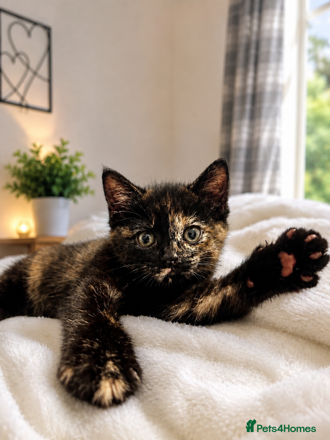 Mixed Breed cats Female kitten for sale  - Advert 3