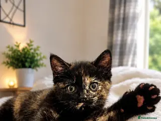 Mixed Breed cats Female kitten for sale - Advert 3