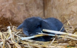 Mini Lop rabbits for sale: Beautiful baby  mini lops bunny’s  in Taunton - Image 3