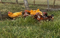 Chickens poultry for sale: Orpington and Wyandotte large fowl - Image 2