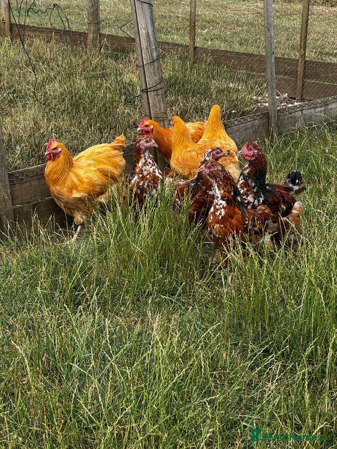Chickens poultry for sale: Orpington and Wyandotte large fowl - Image 2