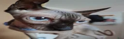Sphynx cats for sale: Sphynx kittens READY NOW - Advert 1