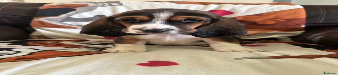 Basset Hound Puppy 3