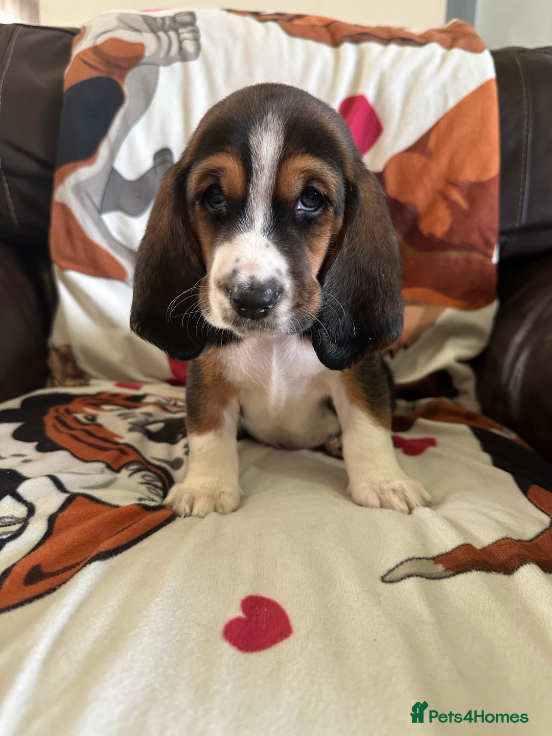 Basset Hound dogs for sale: Basset hound boys available - Image 7