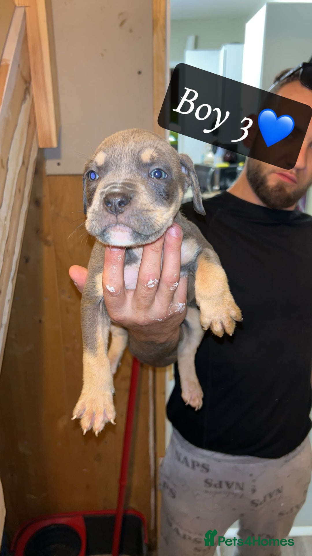 Mixed Breed dogs for sale: Cane Corso x Pocket Bully - Image 9