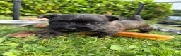 Cairn Terrier dogs for sale: Beautiful KC Reg Cairn Terrier Puppies 🐾  - Advert 10
