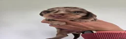 Miniature Dachshund dogs for sale: ❤️Miniature dachshund puppies❤️ - Advert 14