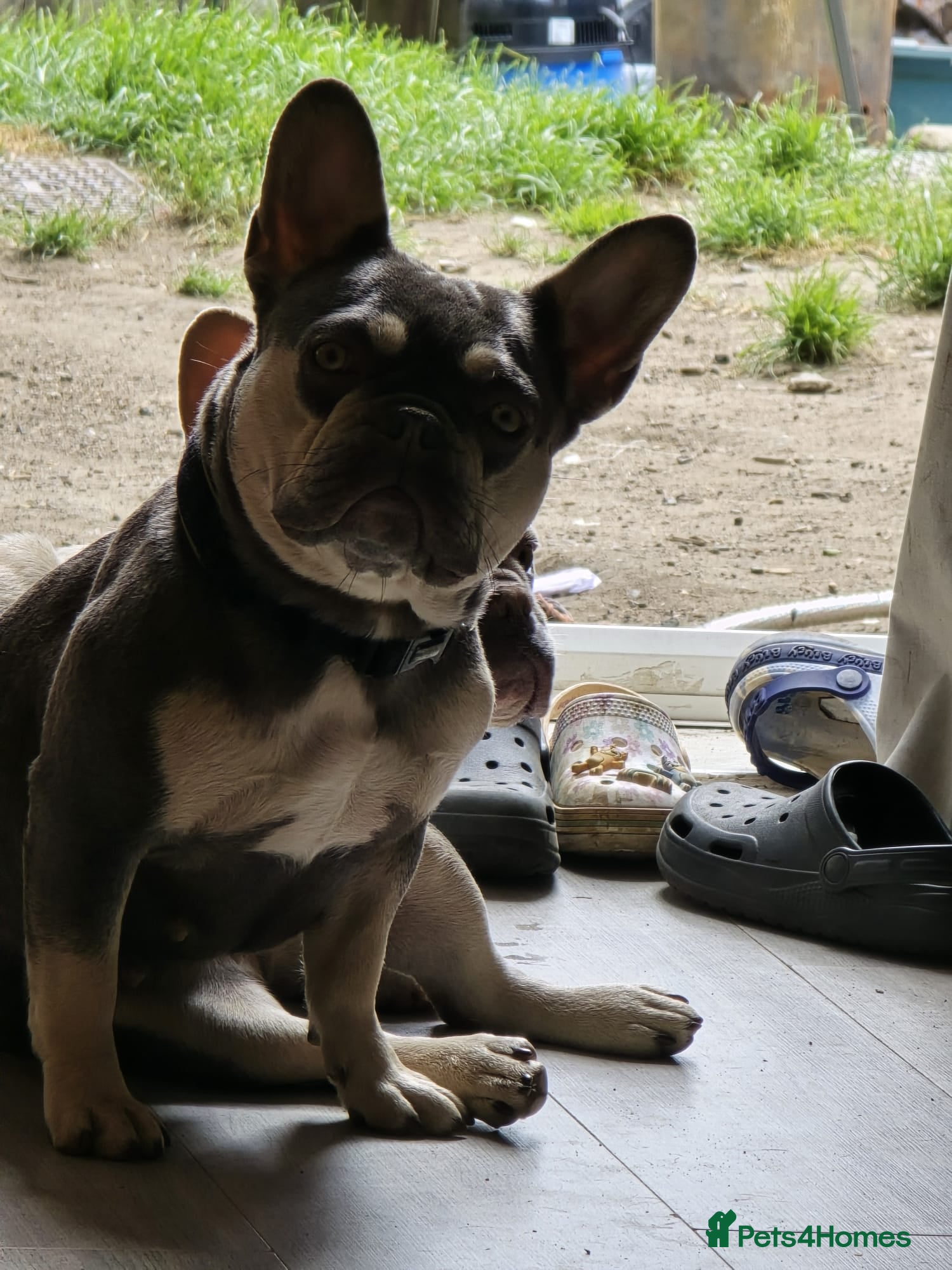 French Bulldog dogs for sale: Gorgeous blue and tan girl - Advert 1