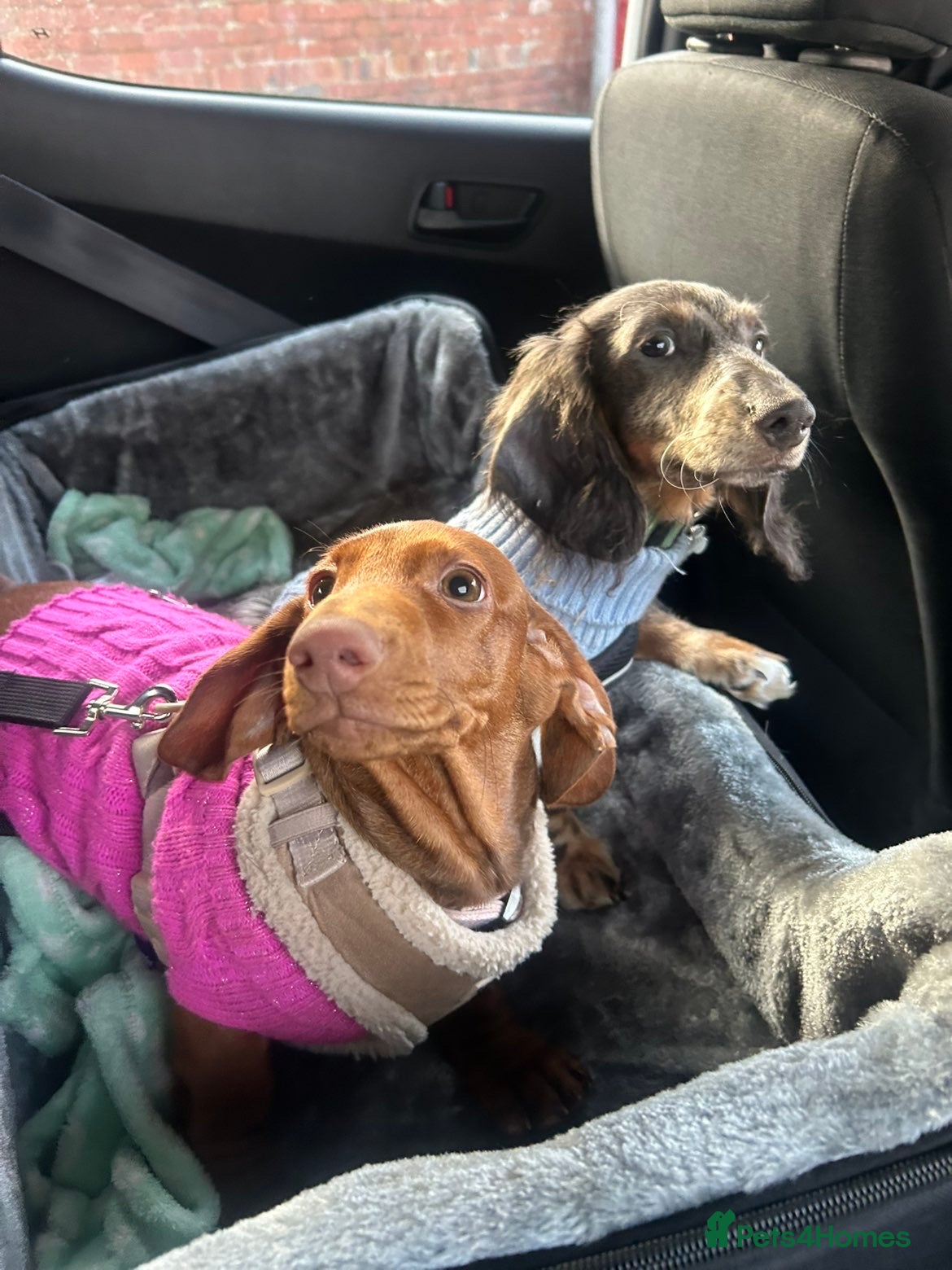 Dachshund dogs for sale: 2 9-month old Dachshunds for rehoming - Advert 10