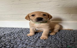 Labrador Retriever dogs for sale: Labrador Retriever – KC Registered - Image 8