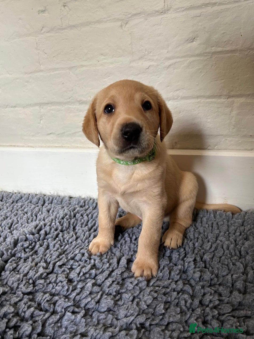 Labrador Retriever dogs for sale: Labrador Retriever – KC Registered - Image 8