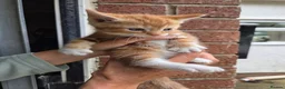 Mixed Breed cats for sale: Ginger girls and tortashell Kittens male & female  in Beaworthy - Advert 16