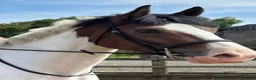 Other Breed horses for sale: Bay tobiano mare - Advert 8