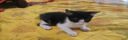 Mixed Breed cats for sale: Adorable kittens looking for loving home in Birmingham - Advert 13