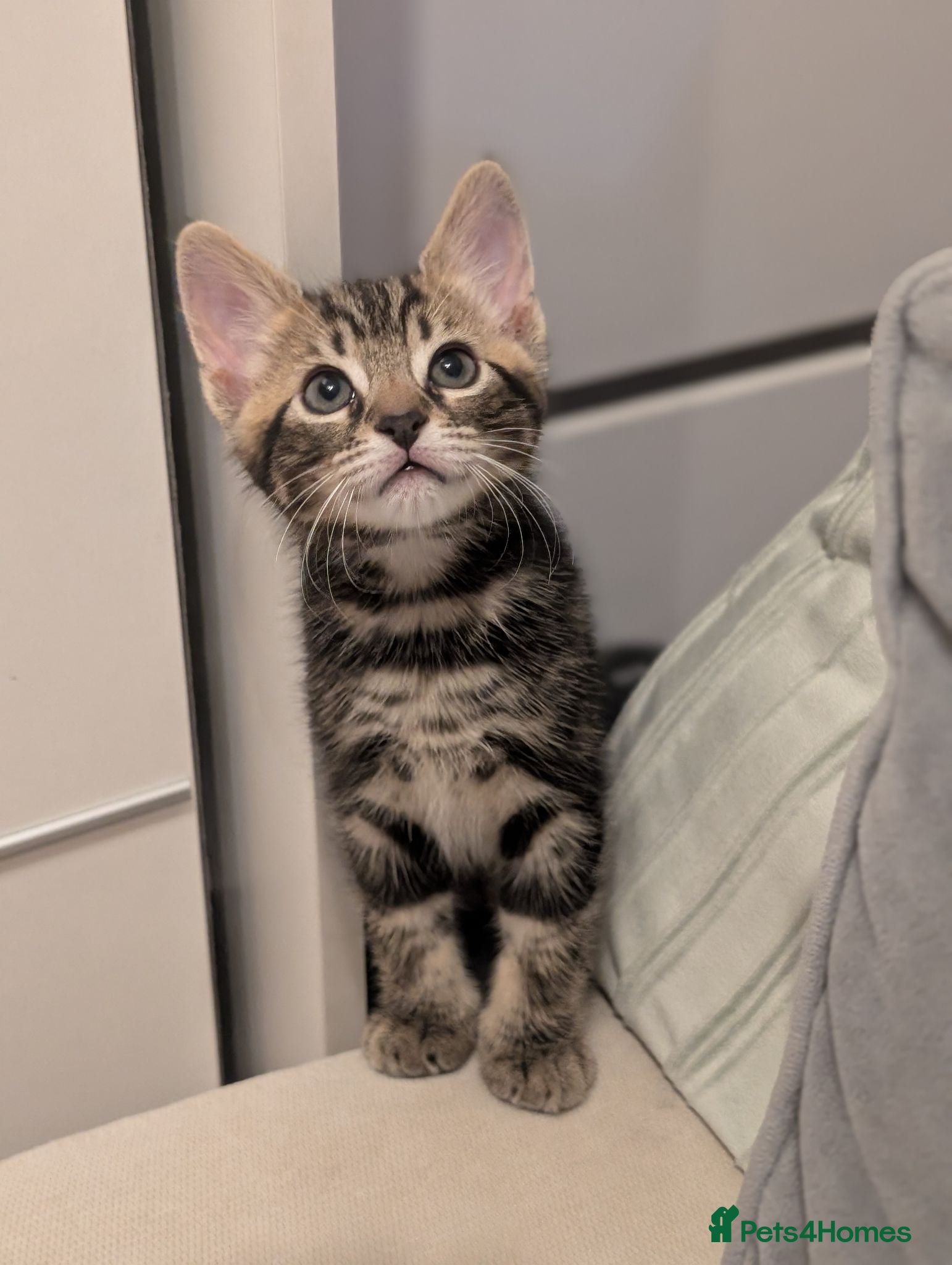 Mixed Breed cats Adorable kittens available  - Advert 1