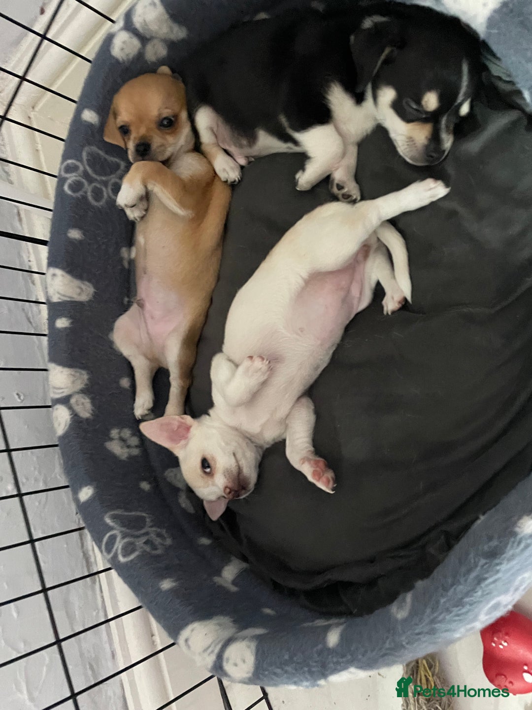 Chihuahua dogs for sale: Chihuahua Puppy 3 - 2 boy, 1 girl  chihuahua  - Image 10