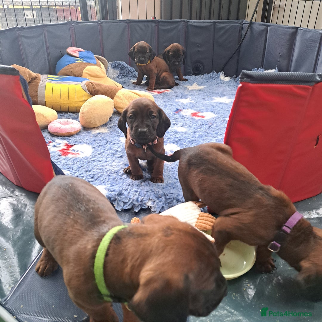 Bavarian Mountain Hound dogs for sale: Bavarian mountain hound pups for sale - Advert 2