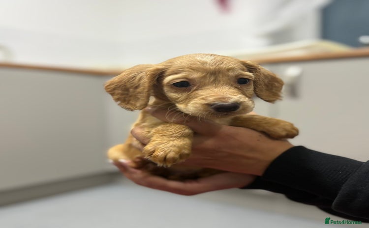 Cocker Spaniel dogs - Advert 1