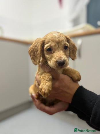 Cocker Spaniel dogs - Advert 3