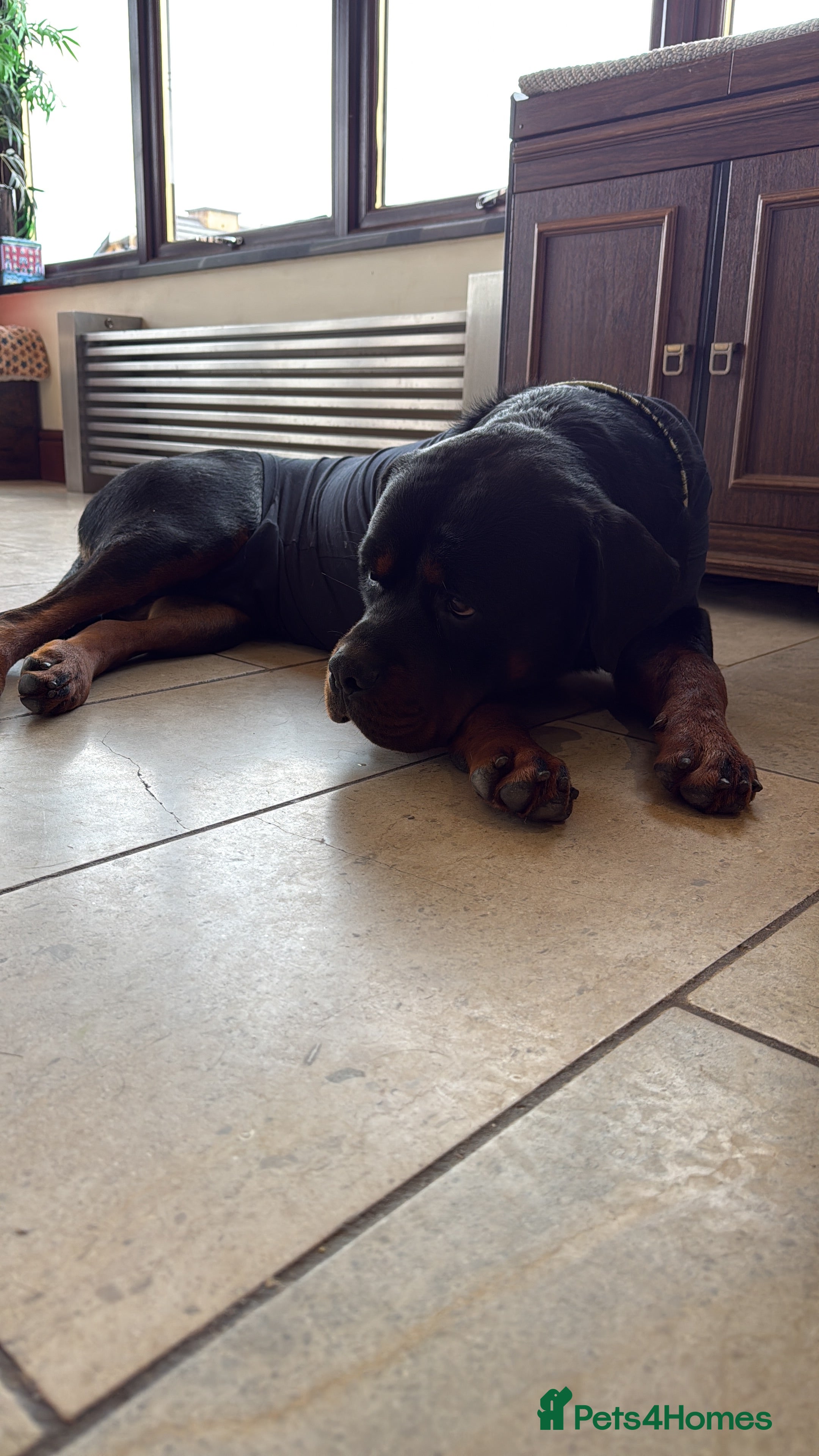 Rottweiler dogs 3 Male Rottweiler puppies  - Advert 5