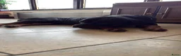 Rottweiler dogs for sale: 3 Male Rottweiler puppies  in Worksop - Advert 1