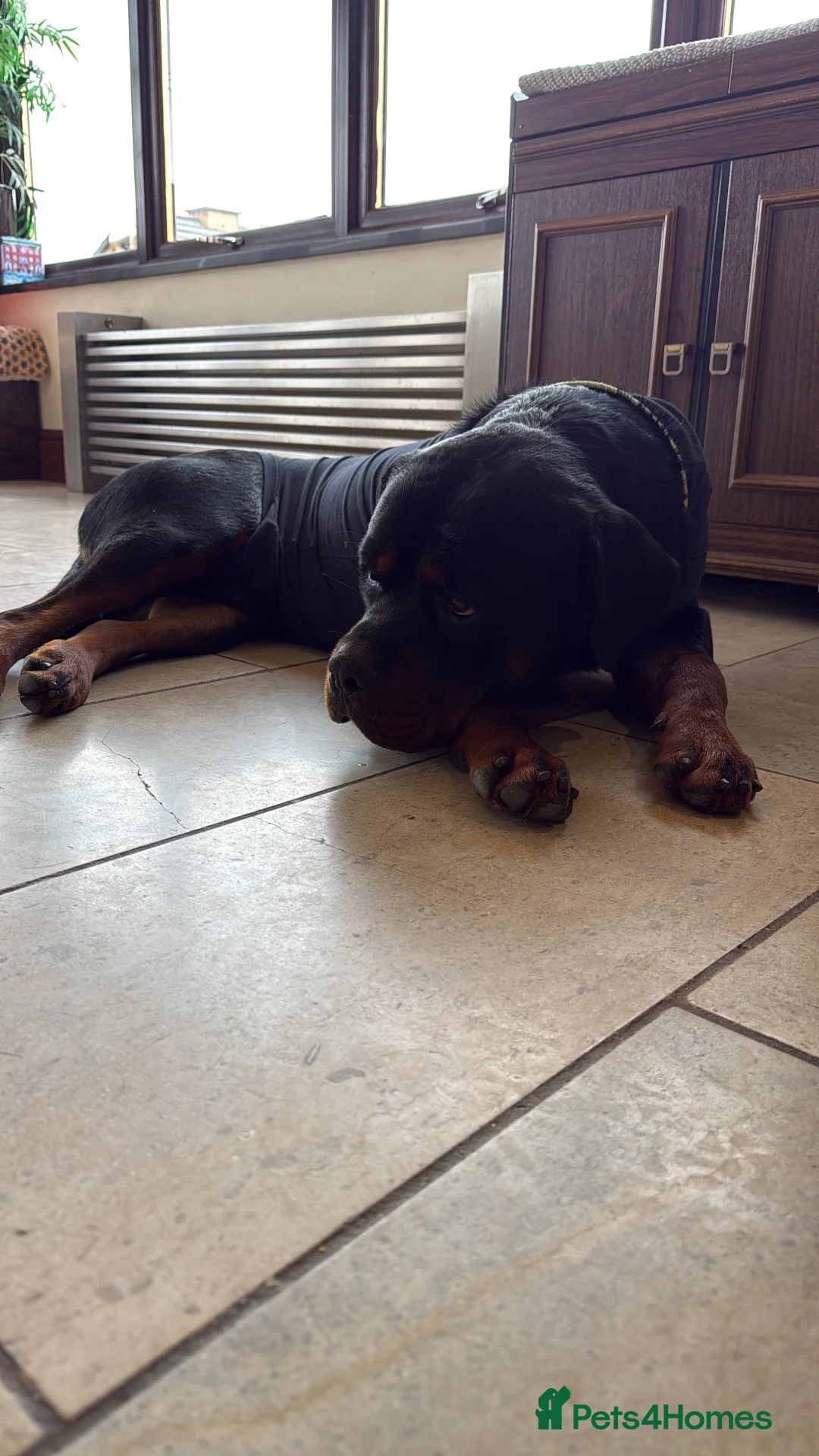 Rottweiler dogs for sale: 3 Male Rottweiler puppies  in Worksop - Advert 1