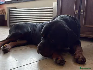Rottweiler dogs 3 Male Rottweiler puppies - Advert 5
