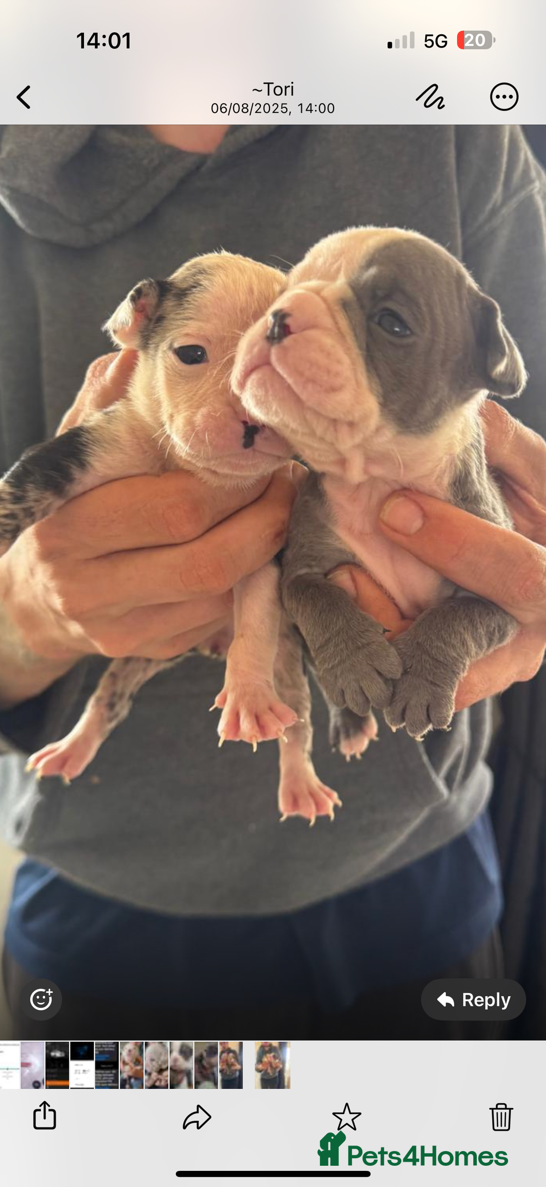 Olde English Bulldogge dogs for sale: English bulldogs  - Image 7