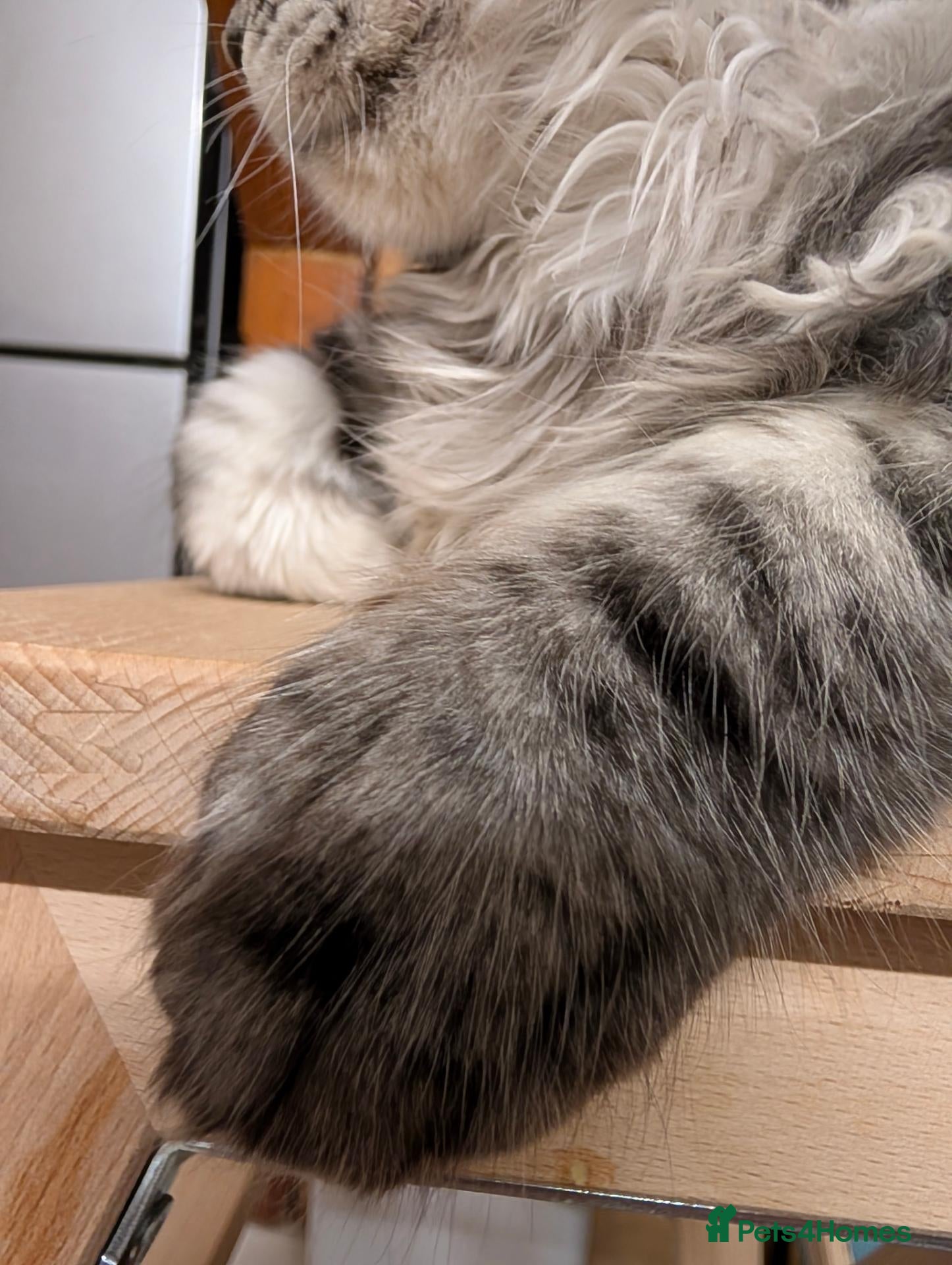 Maine Coon cats Large mainecoon kittens looking for forever homes  - Advert 9