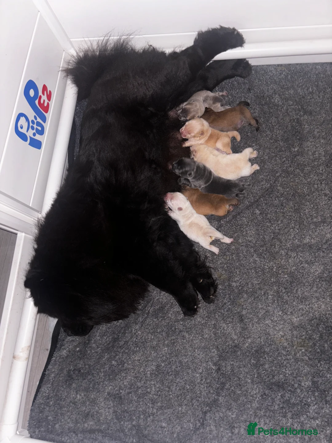 Chow Chow dogs for stud: SUMO- lilac, chocolate, rainbow producer in Cheltenham - Advert 19