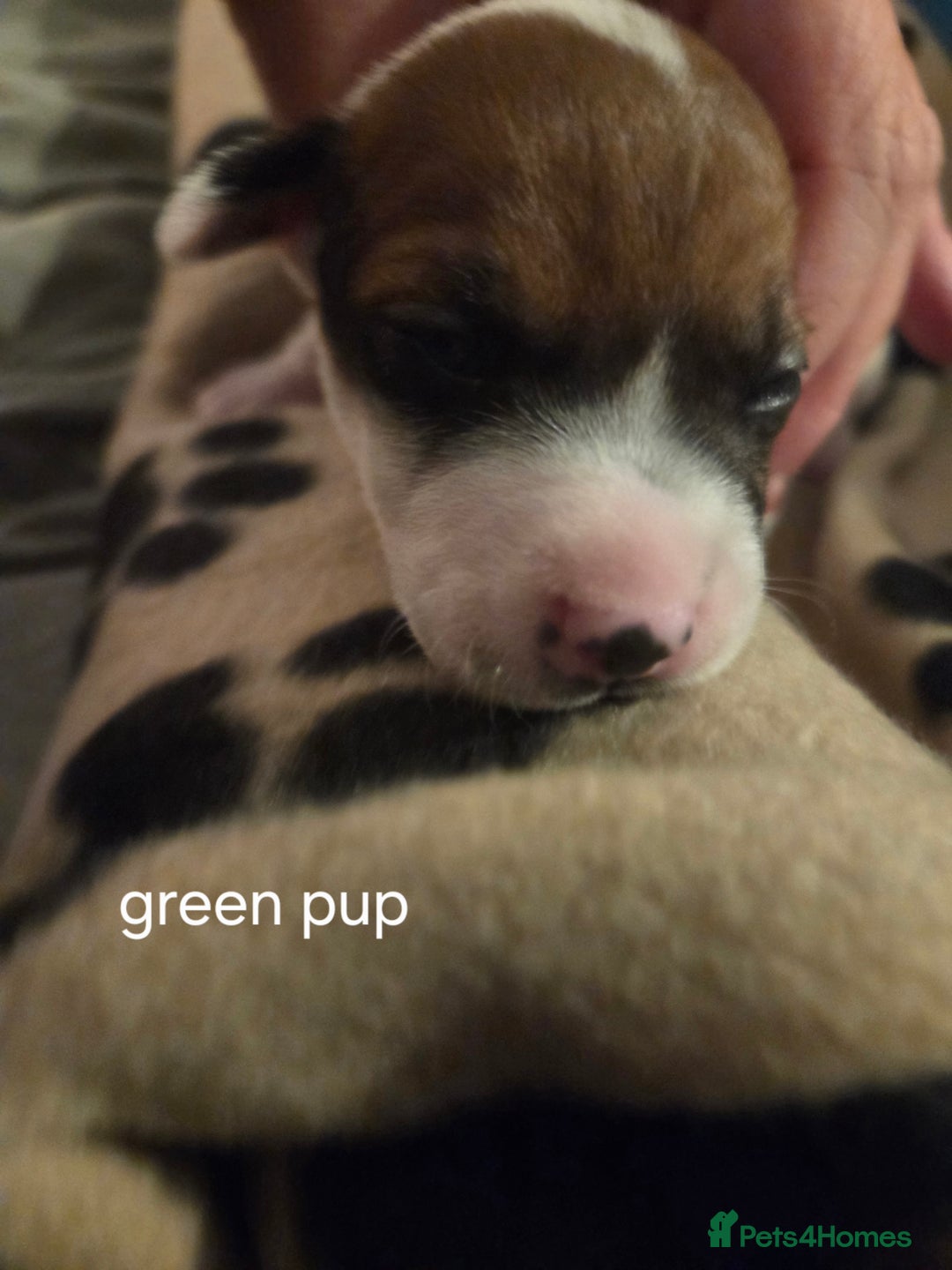 Jack Russell dogs for sale: Jack russell puppies - Advert 18