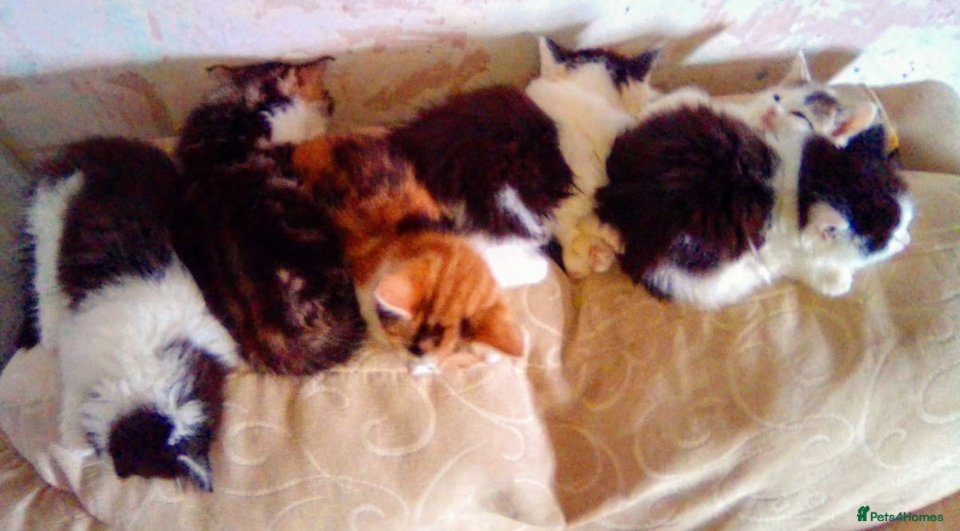 Mixed Breed cats for sale: Mixed breed kittens, Leominster - Image 1