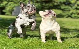 French Bulldog dogs for sale: Dottie French bulldog girl  - Image 9