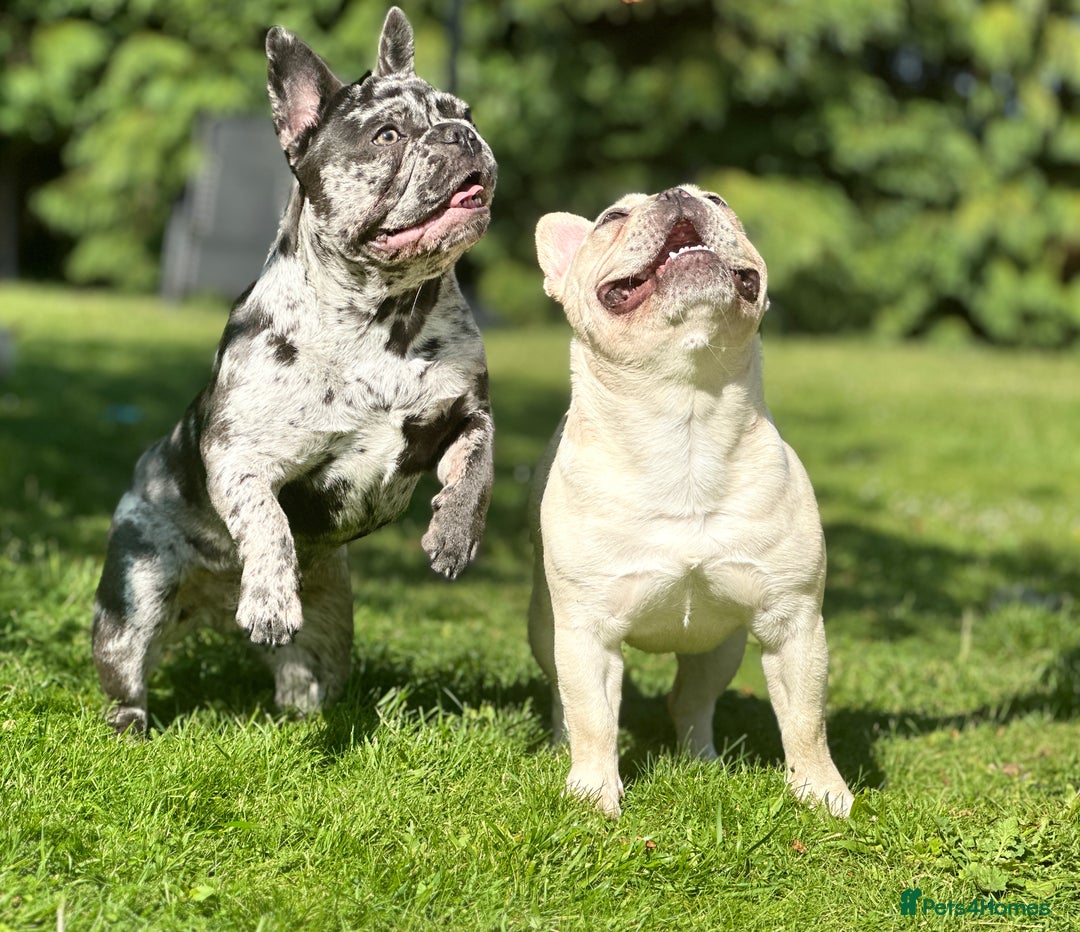French Bulldog dogs for sale: Dottie French bulldog girl  - Image 9