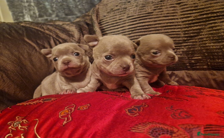 Chihuahua dogs - Advert 4