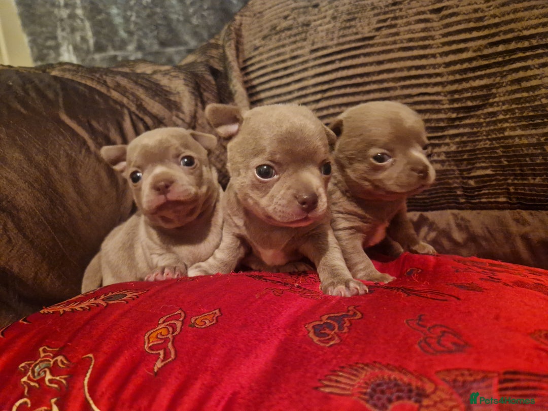 Chihuahua dogs for sale: 3 Kc registered lilac chihuahuas  - Image 1